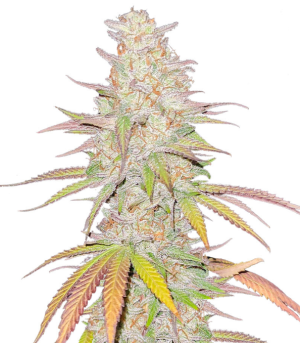 1729086967939.png 1729086967939.png