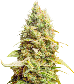 1729250424881.png 1729250424881.png