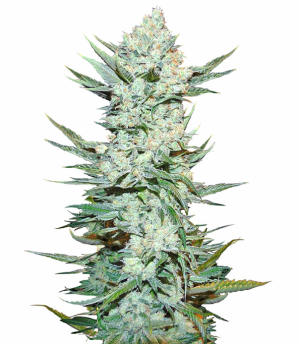 1729250499474.png 1729250499474.png