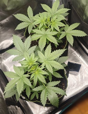 IMG_20241019_004155.jpg IMG_20241019_004155.jpg