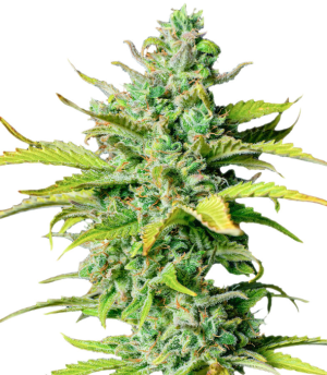 1729343645505.png 1729343645505.png