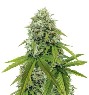 1729343728635.png 1729343728635.png