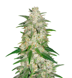 1729416932689.png 1729416932689.png