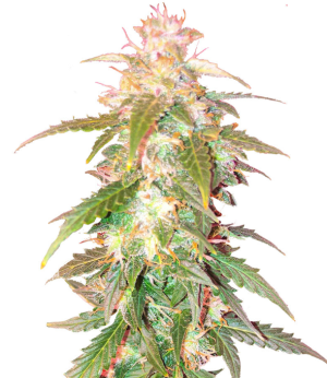 1729596079939.png 1729596079939.png