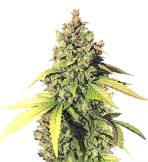 1729695946234.png 1729695946234.png