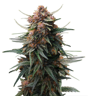 1729785267090.png 1729785267090.png