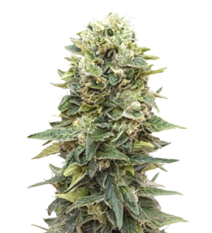 1730020661075.png 1730020661075.png