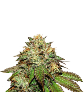 1730020666321.png 1730020666321.png