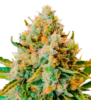 1730109409473.png 1730109409473.png