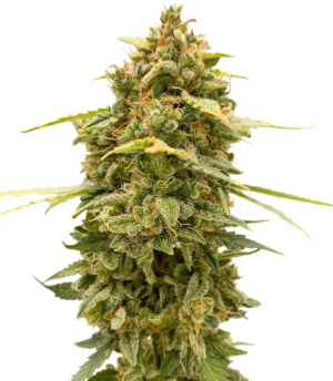 1730134193677.png 1730134193677.png