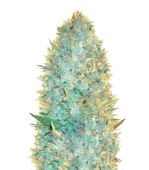 1730134866746.png 1730134866746.png