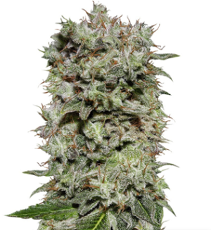 1730308649717.png 1730308649717.png