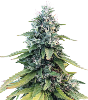 1730379207587.png 1730379207587.png