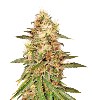 1730400994975.png 1730400994975.png