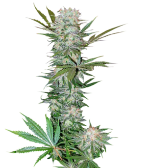 1730401089226.png 1730401089226.png