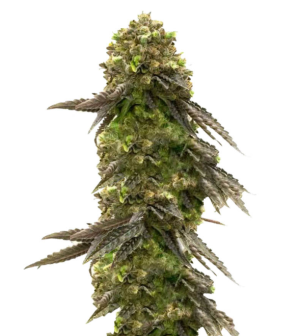 1730401131930.png 1730401131930.png