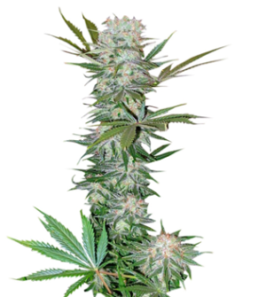 1730404854630.png 1730404854630.png