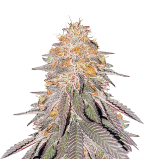 1730404859159.png 1730404859159.png