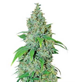 1730404863934.png 1730404863934.png